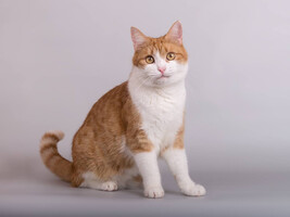 Собаки и кошки в добрые руки