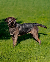 Собаки и кошки в добрые руки