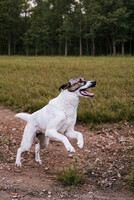 Собаки и кошки в добрые руки