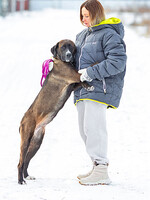 Собаки и кошки в добрые руки