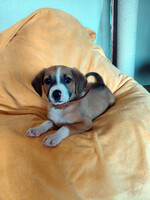 Собаки и кошки в добрые руки