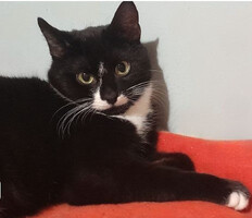 Собаки и кошки в добрые руки