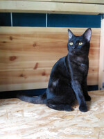 Собаки и кошки в добрые руки