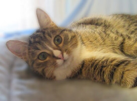 Собаки и кошки в добрые руки