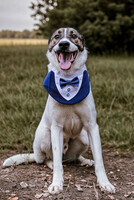 Собаки и кошки в добрые руки