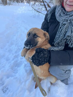 Собаки и кошки в добрые руки