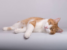 Собаки и кошки в добрые руки