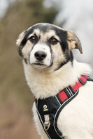 Собаки и кошки в добрые руки