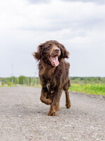 Собаки и кошки в добрые руки