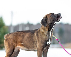 Собаки и кошки в добрые руки