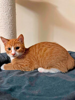 Собаки и кошки в добрые руки