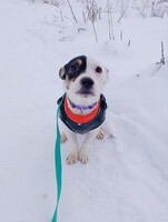 Собаки и кошки в добрые руки