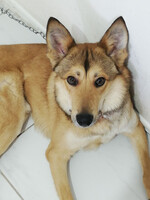 Собаки и кошки в добрые руки