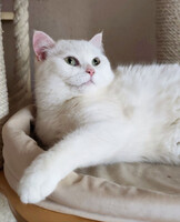 Собаки и кошки в добрые руки