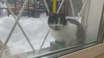 Собаки и кошки в добрые руки