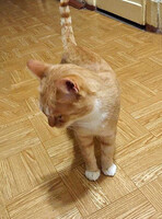 Собаки и кошки в добрые руки