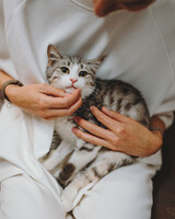 Собаки и кошки в добрые руки