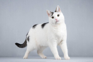 Собаки и кошки в добрые руки