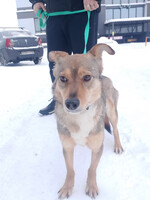 Собаки и кошки в добрые руки