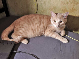 Собаки и кошки в добрые руки