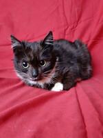 Собаки и кошки в добрые руки