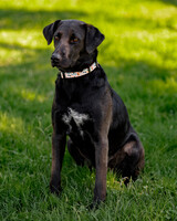 Собаки и кошки в добрые руки