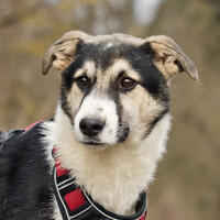 Собаки и кошки в добрые руки