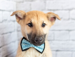 Собаки и кошки в добрые руки