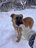 Собаки и кошки в добрые руки