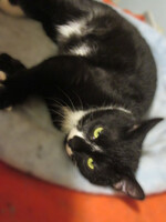 Собаки и кошки в добрые руки