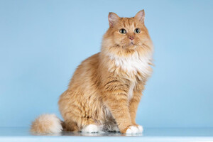 Собаки и кошки в добрые руки