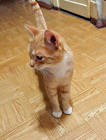 Собаки и кошки в добрые руки