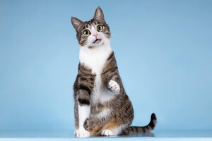 Собаки и кошки в добрые руки