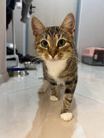 Собаки и кошки в добрые руки