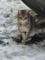 Собаки и кошки в добрые руки