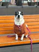 Собаки и кошки в добрые руки