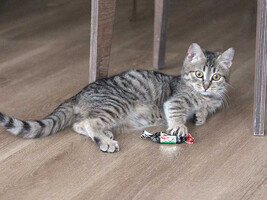 Собаки и кошки в добрые руки