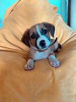 Собаки и кошки в добрые руки