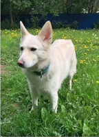 Собаки и кошки в добрые руки