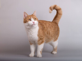 Собаки и кошки в добрые руки