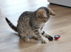 Собаки и кошки в добрые руки