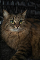 Собаки и кошки в добрые руки