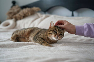 Собаки и кошки в добрые руки