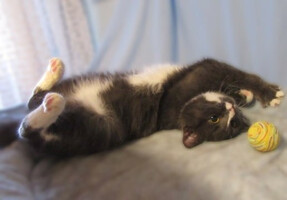 Собаки и кошки в добрые руки