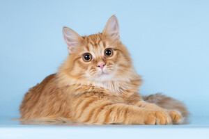 Собаки и кошки в добрые руки