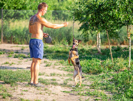 Собаки и кошки в добрые руки