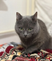 Собаки и кошки в добрые руки