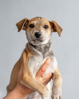 Собаки и кошки в добрые руки