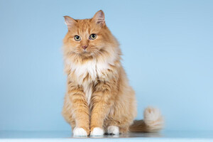 Собаки и кошки в добрые руки