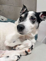 Собаки и кошки в добрые руки